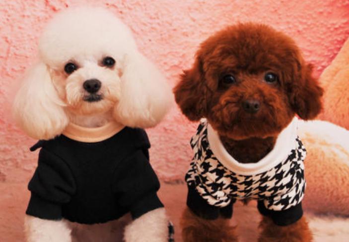 泰迪和贵宾犬有什么区别,贵宾犬和泰迪有什么区别