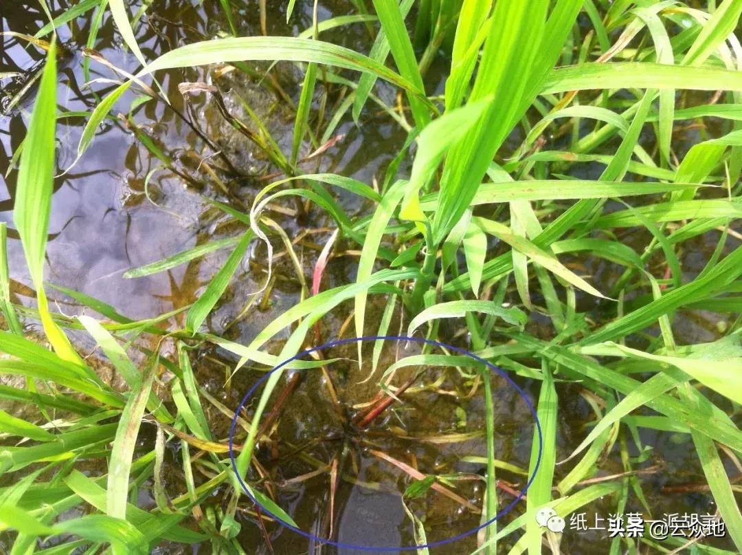 防除稗草,抗性稗草与普通稗草区别