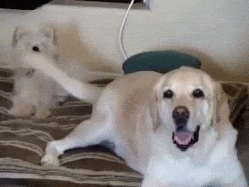 为什么吐舌,宝宝总是吐舌头什么原因