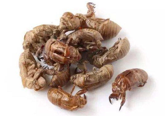 中药蝉蜕的功效作用与主治,蝉蜕的中医疗效