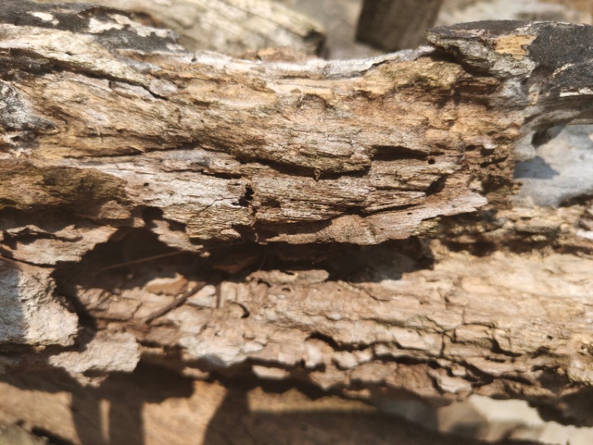 艾叶5年和1年的区别,艾叶五年陈和三年陈有什么区别