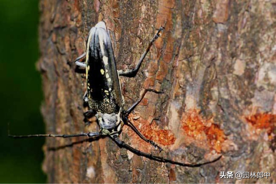 树底下掉一堆木屑是什么虫害,树木蛀干害虫有哪些