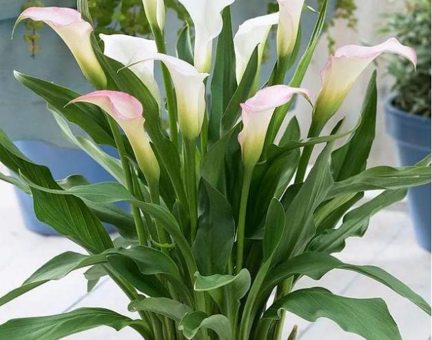 最爱喝水的4种花浇得勤长得快,5天浇一次水又好看的花