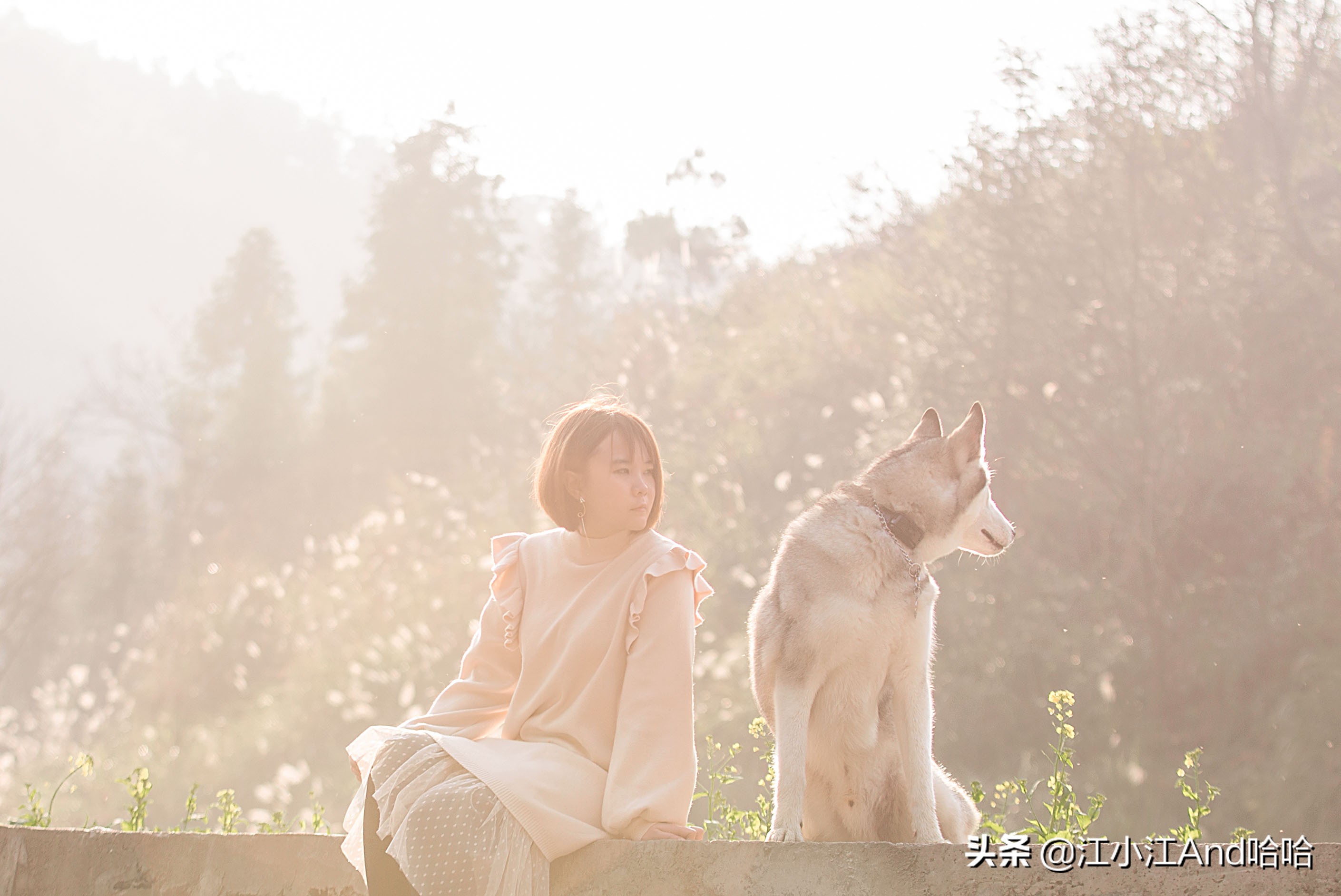 一招解决狗狗翻垃圾桶,狗狗突然爱翻垃圾桶怎么回事