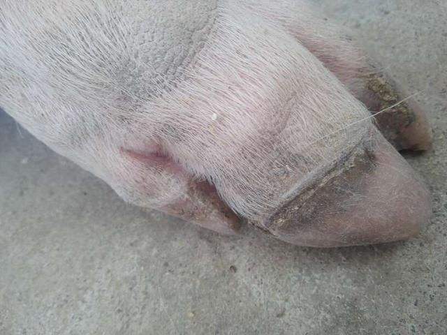母猪经常发生蹄裂是什么原因,母猪蹄裂了怎么快速恢复
