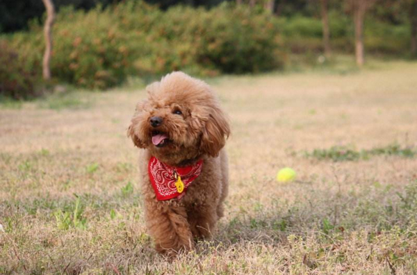 狗狗新到一个环境走丢了,狗狗走丢该怎么寻找它