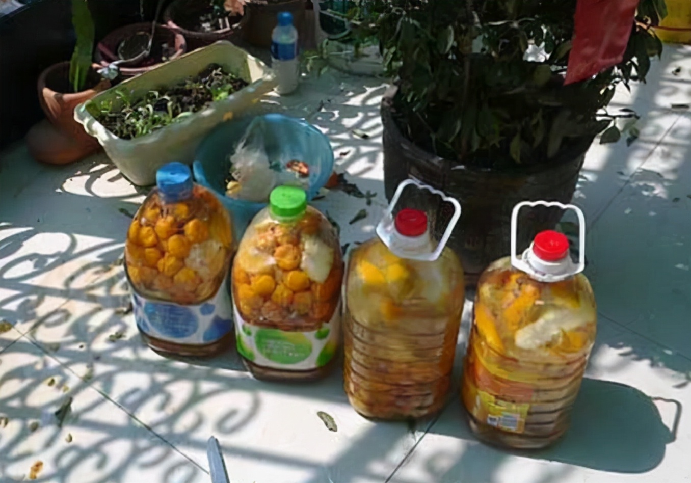 养花不需要发酵的自制花肥,哪种有机肥料养花最好