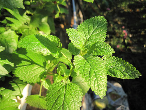 厕所里放一桶水拉屎可以除臭吗,厕所有异味用什么盆栽