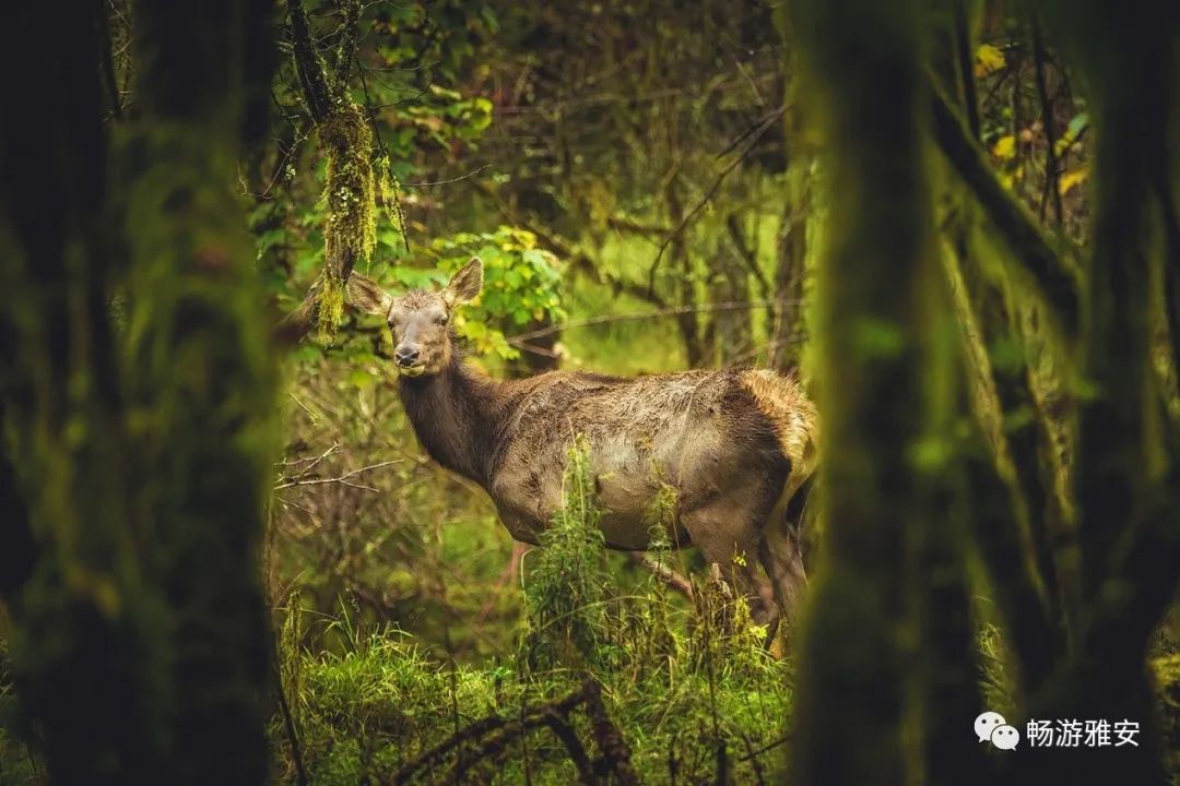 雅安4天旅游攻略最新版,五一去雅安的攻略