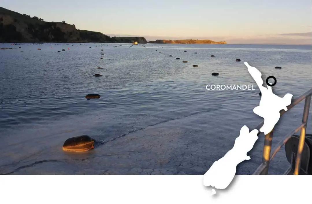 新西兰最有名三文鱼,新西兰帝王鲑三文鱼视频