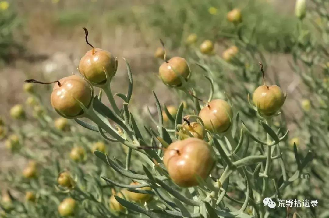 改变世界的植物：骆驼蓬PeganumharmalaL.