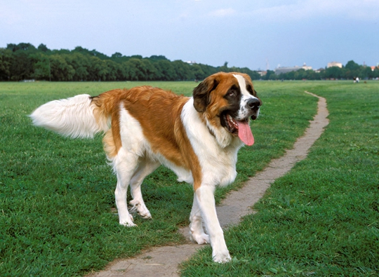 盘点世界十大犬类,中国古代十大大型犬