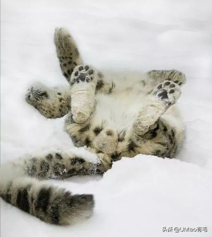 这套喵肉球vs口红色号匹配大全送你了！拿走不谢！