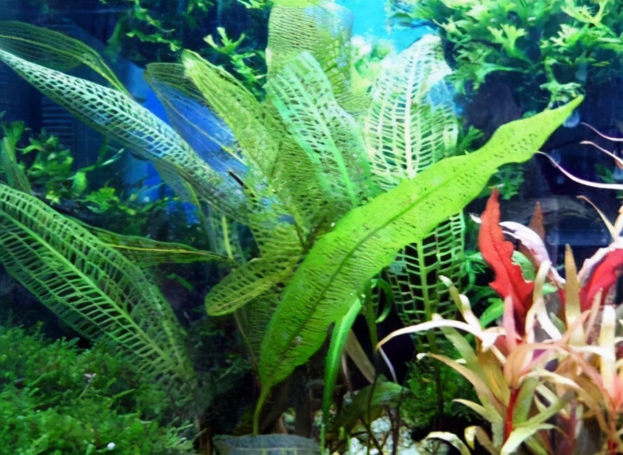 鱼缸养什么水草好养能净化水质,适合新手在鱼缸中养殖的水草