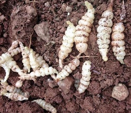 宝塔菜价值,宝塔菜吃着有什么好处