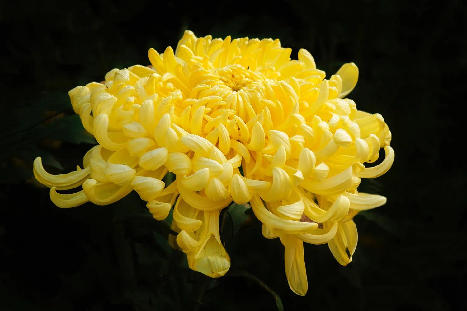 日本冷知识大全,关于日本的100个冷知识