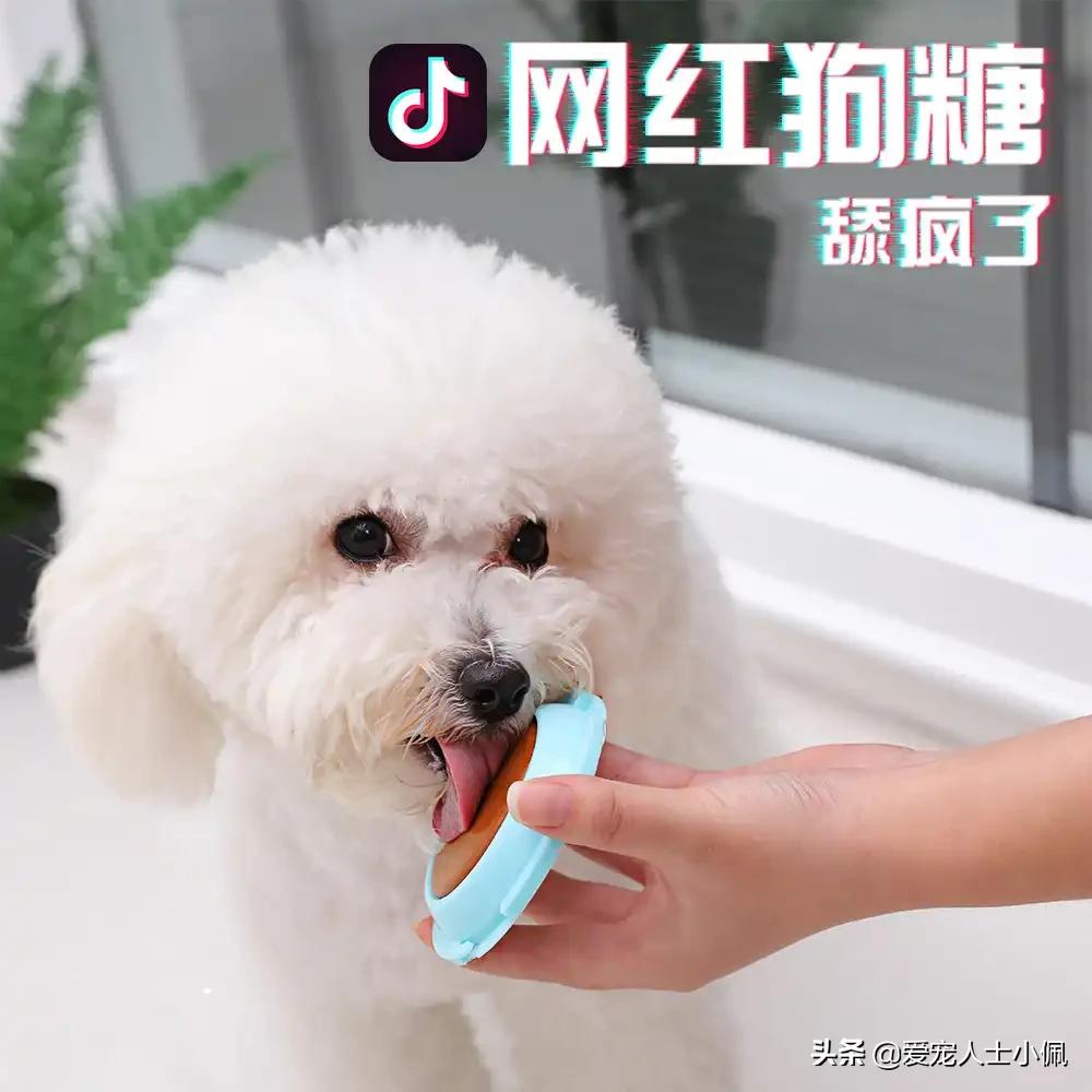新手养狗怎么注意犬瘟细小,细小很严重如何判断狗狗得了细小