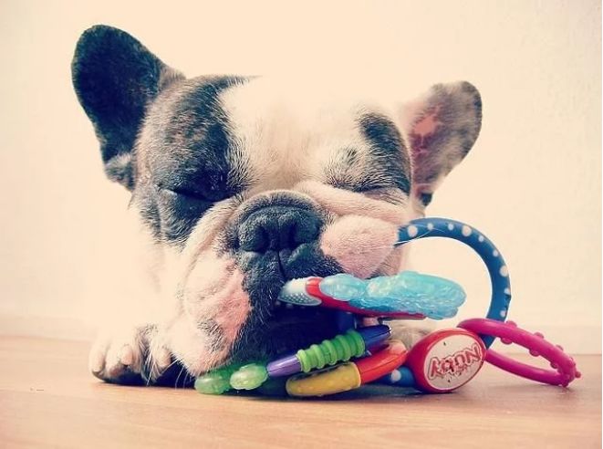 宠物百科澳洲牧牛犬,蓝色法国斗牛犬优缺点