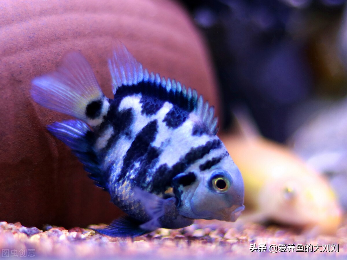 迷你鹦鹉鱼产卵后自己饲养,迷你鹦鹉鱼起飞后的鱼苗人工饲养