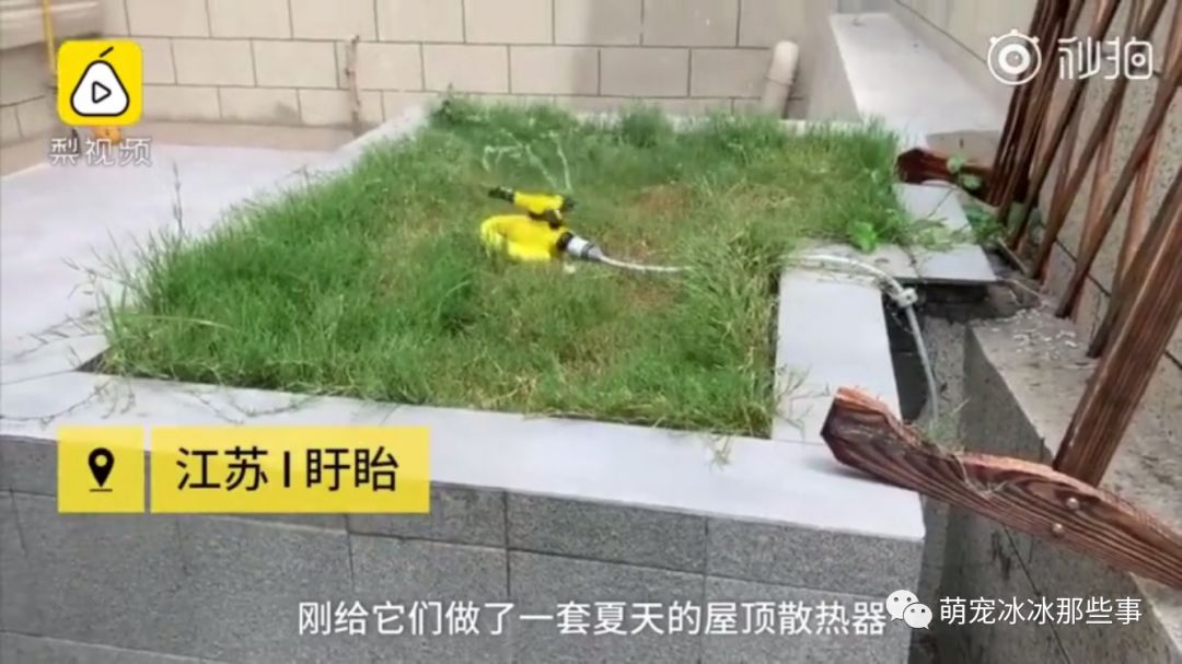 最壕狗窝！主人花3万5为爱宠造了个别墅，泳池和阳光房全都有