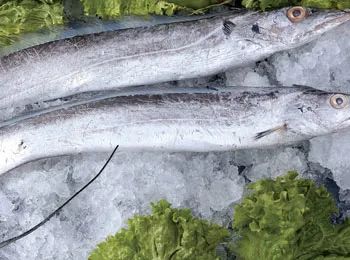 正儿八经的深海鱼,却被人们吃出了“白菜价”,带鱼:好委屈