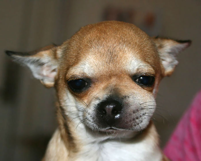 狗狗被蜜蜂蛰成双下巴,狗狗被蜜蜂蛰委屈的脸