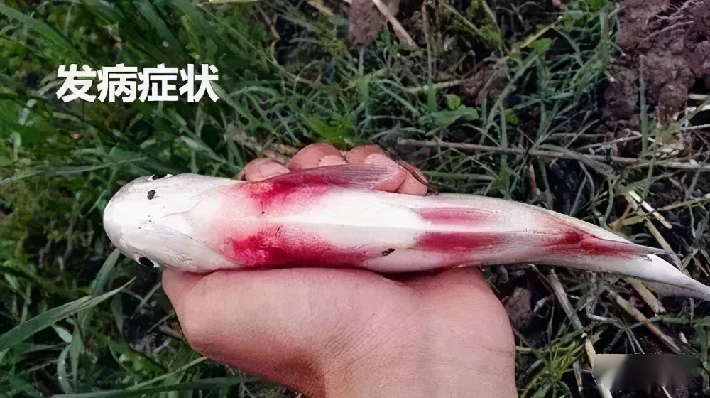 水产细菌性败血病,淡水鱼类弧菌感染