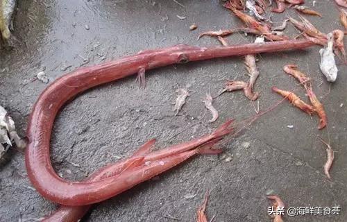 100种不同名字的海鲜,10种常见海鲜大全