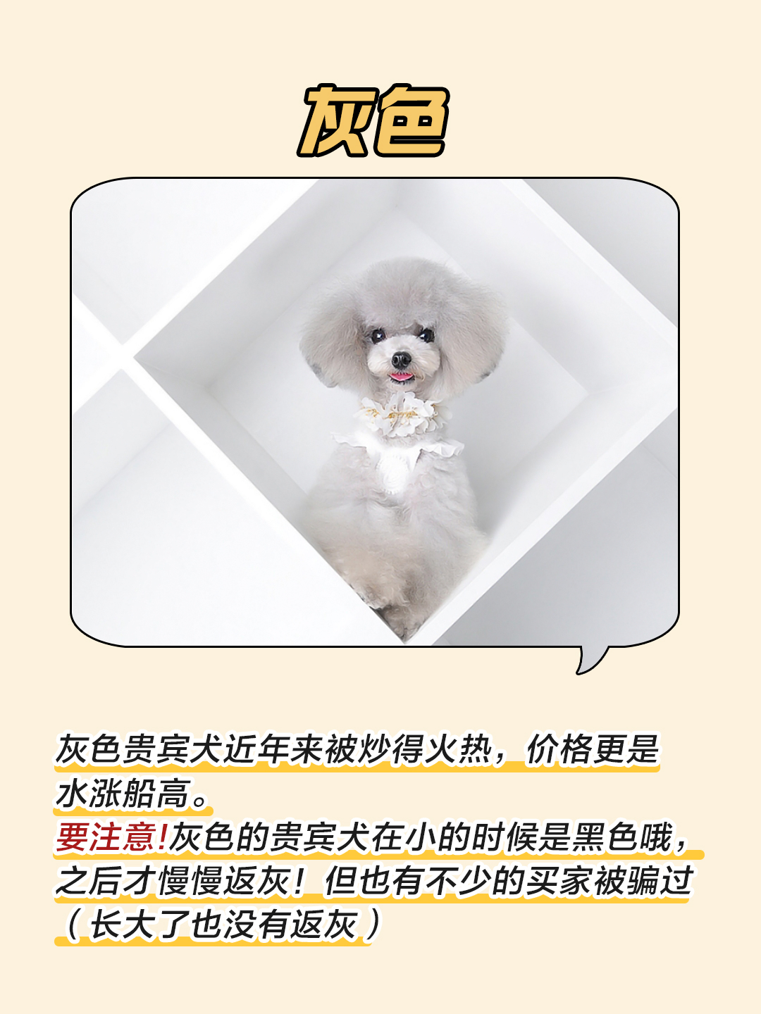 贵宾犬颜色哪个最好,贵宾犬颜色