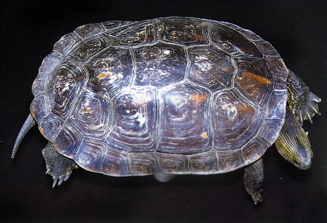 龟类大百科,大眼睛龟类