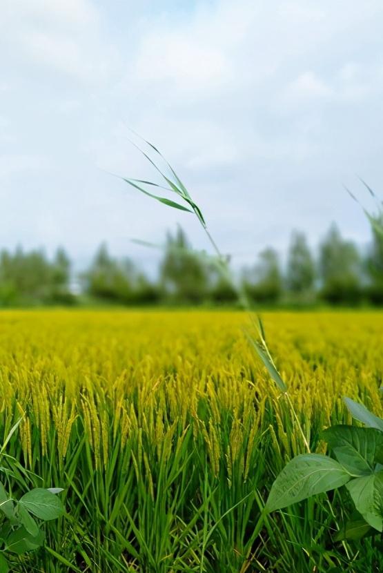 辽宁省盘锦市有哪几个区,辽宁省盘锦市所辖区有哪些