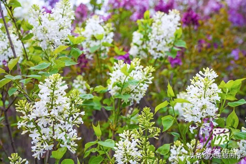 辽宁踏青赏花地点推荐,辽宁春游踏青赏杜鹃花