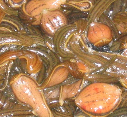 北方常见的昆虫科普知识大全集,南方动植物昆虫实物图鉴