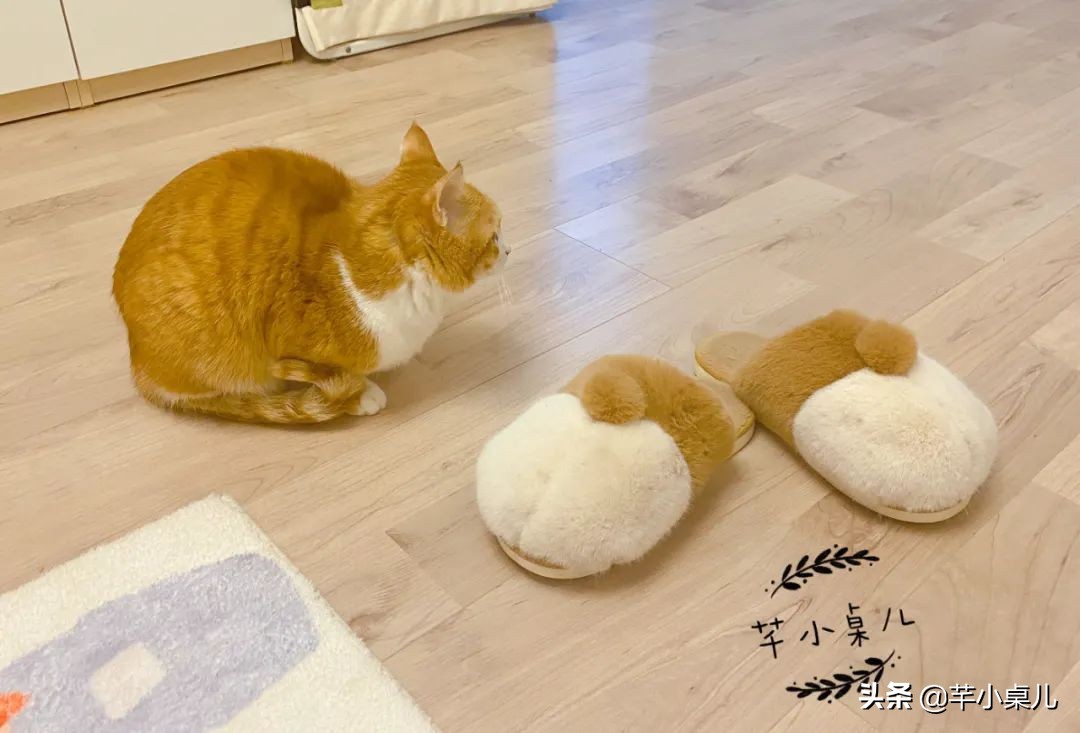 网购小羊排,羊排买回来怎么处理没有膻味