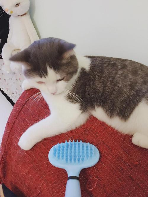 喵星人铲屎官必备,铲屎官出门猫咪怎么办