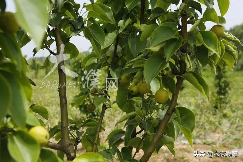 濮阳县各乡镇地名由来,濮阳最早出现的地名