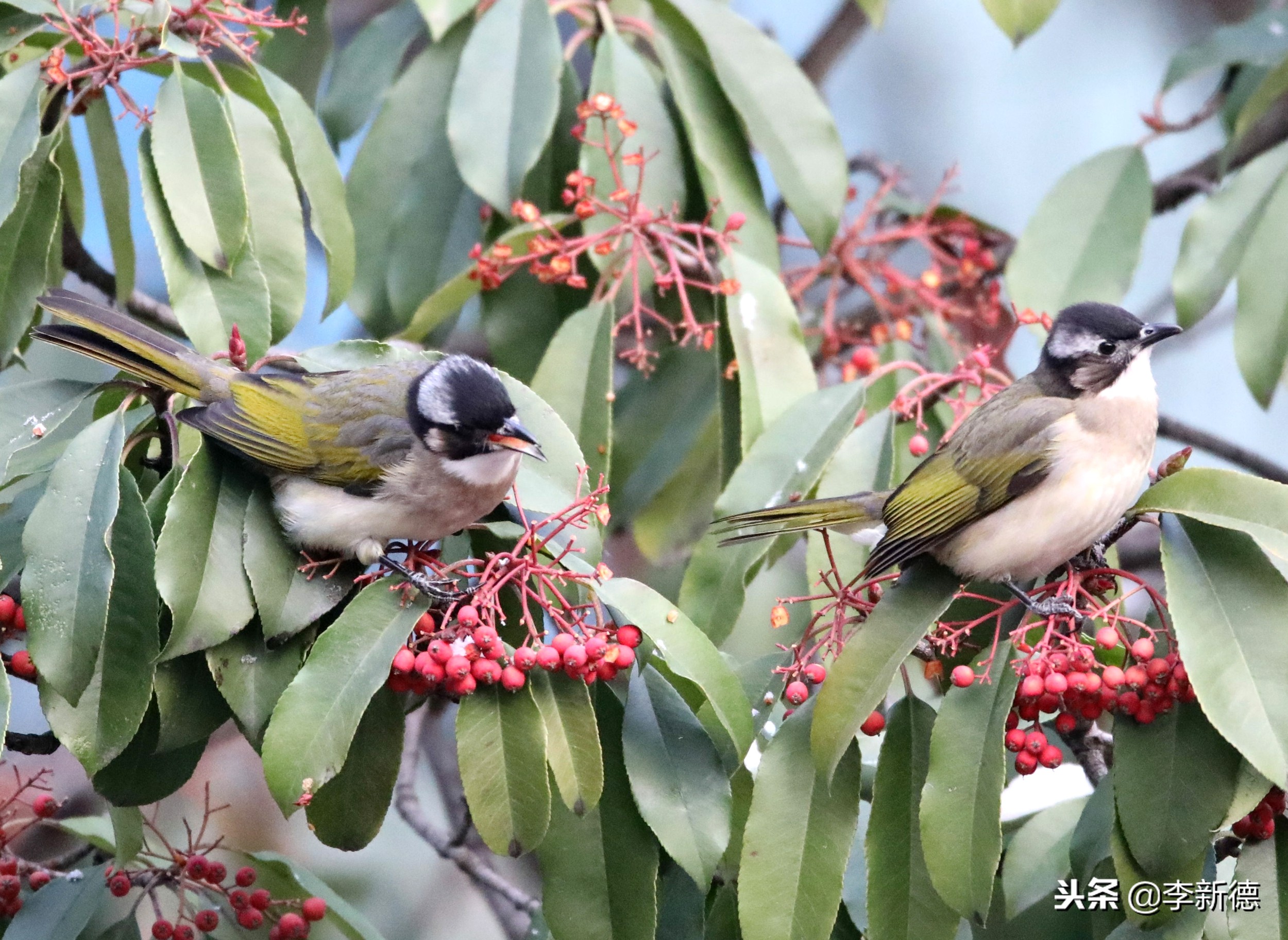 合肥拍到的小鸟,安徽有乌鸫鸟