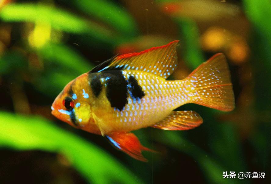 水族馆如何挑到好鱼,去水族店挑什么鱼比较好