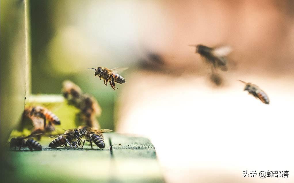 初学养蜂看什么书最好,中蜂养蜂必备书籍