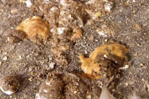 鸡耷拉翅膀得了什么病,40天蛋鸡出现瘫痪是什么病