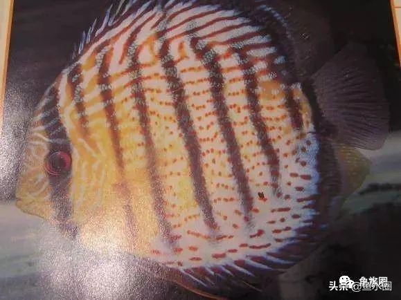 七彩神仙品系图谱,七彩神仙全系品种介绍