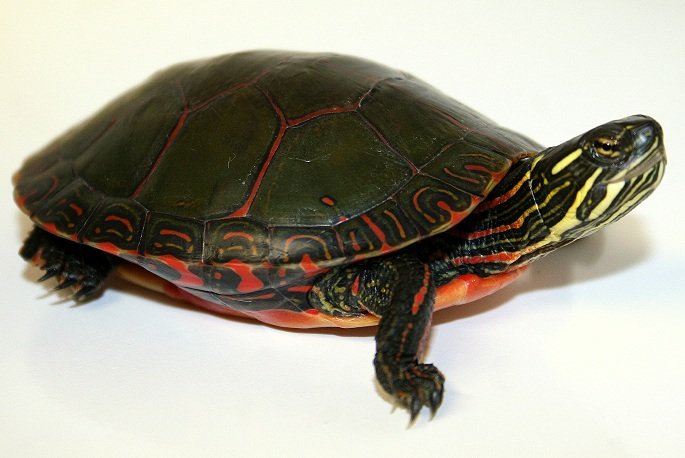 匠志萌宠乐园教学,匠志萌宠