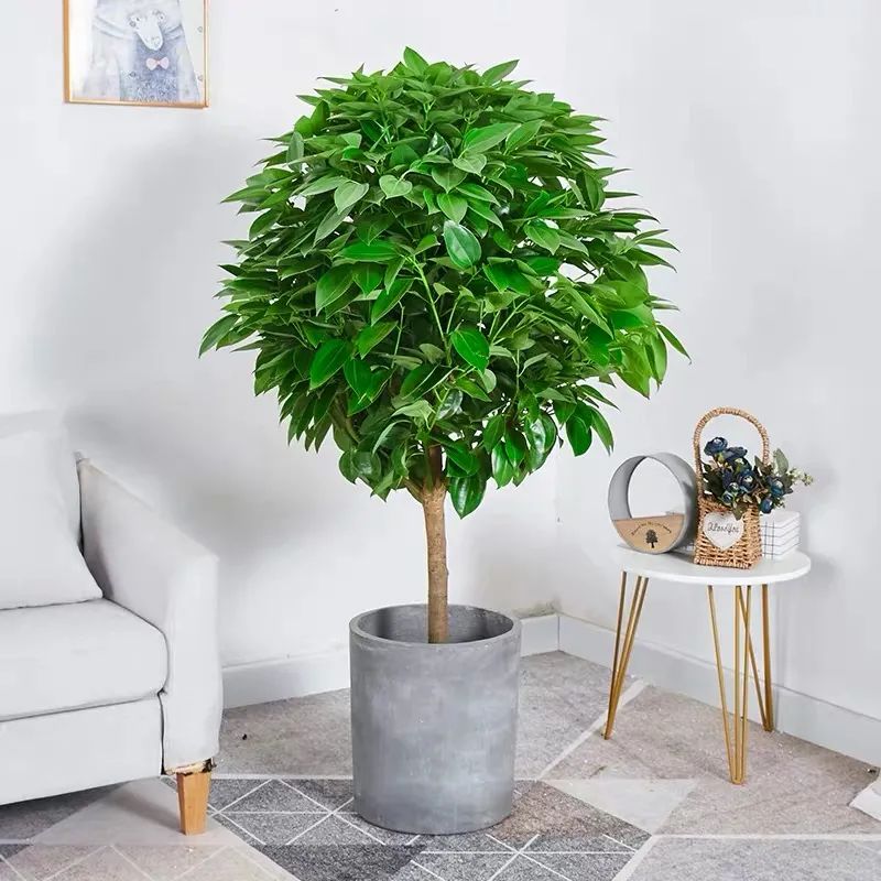 平安树冬季养护的正确方法,养平安树的小窍门