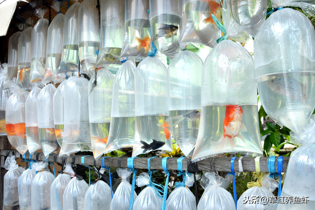 学生养金鱼怎么养,在学校怎么养金鱼存活率才高