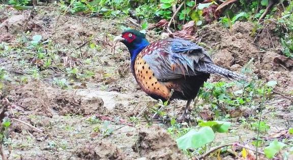 枣庄糁汤加海参,枣庄的糁汤是什么做的