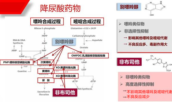 血尿酸高了怎么治？抑制合成少产生