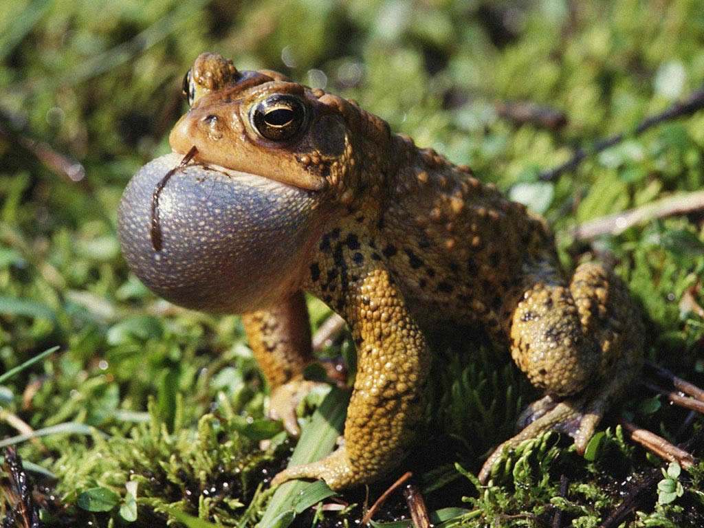 癞蛤蟆身体里的毒液是有毒的,癞蛤蟆的毒液对人体有没有伤害