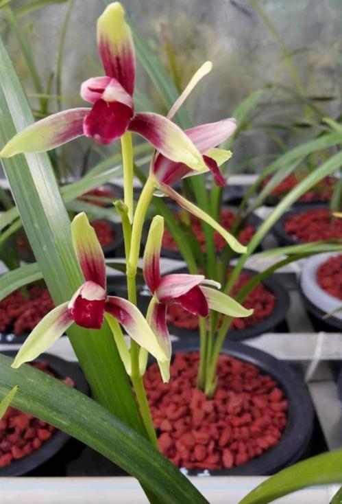 建兰开花漂亮的品种推荐,建兰十大名贵花