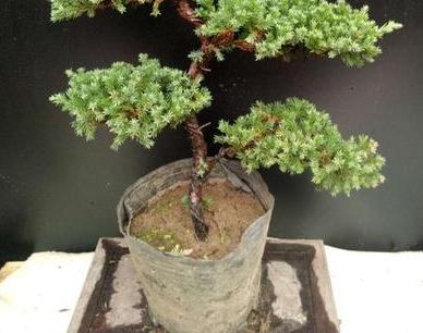 花友真幸运，捡到一棵“奇特”树桩，人称“珍珠地柏”，价值高