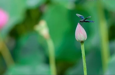 宝爸宝妈会读诗,九《小池》